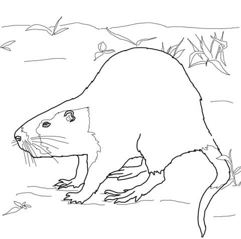 Nutria Rat Coloring Page